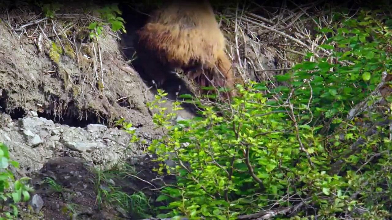 Tierisch gute Erziehung Staffel 1 Folge 1 HD Deutsch