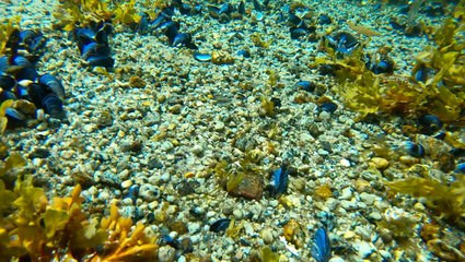 Kelp can decrease ocean acidification and help bivalves like oysters thrive, study finds