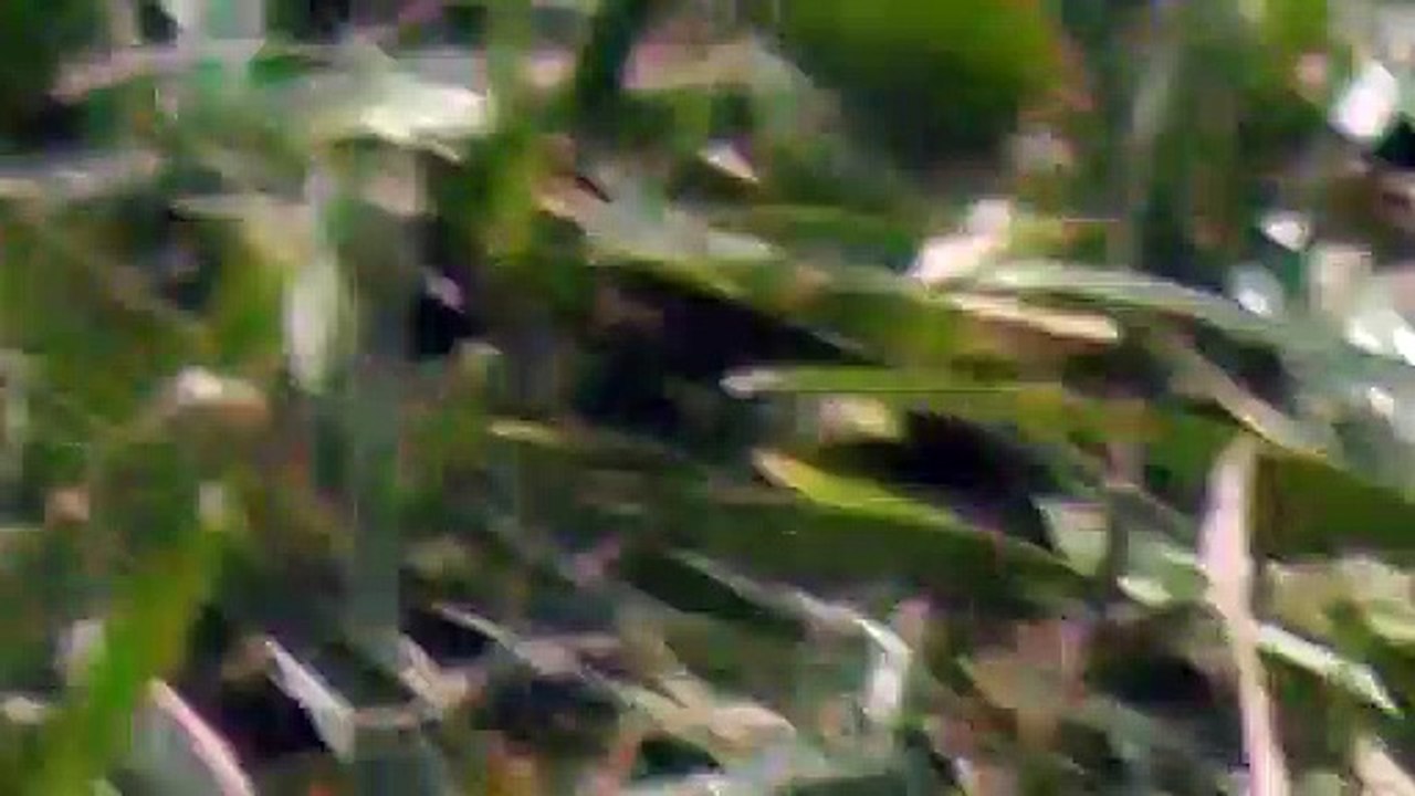 Judo und Monsterfangen 2013