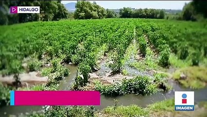 Cultivos en Hidalgo peligran por sequía; la falta de lluvia agudiza el problema