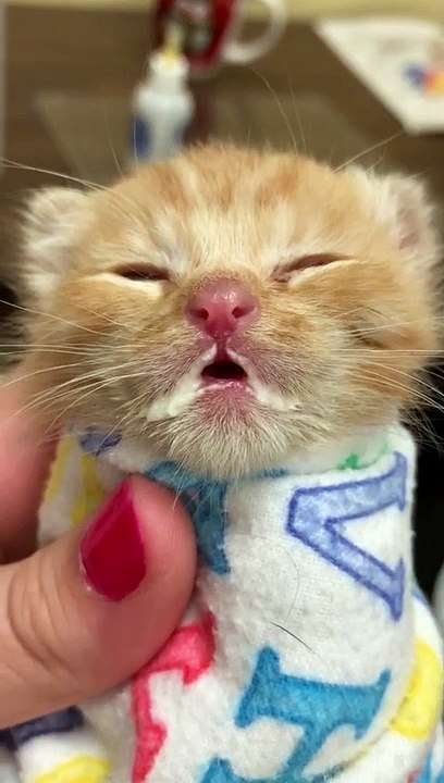 Very Young Kitten Sleepy After Milk