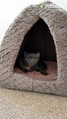 Funny kitten caught wiggling her tongue