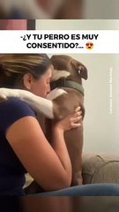 ¡Es mi bebé hermoso y mimado!
