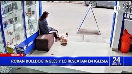 Trujillo: le roban perro bulldog inglés y luego lo encuentra en iglesia
