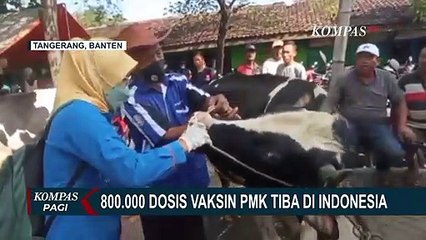 800.000 Dosis Vaksin PMK Tiba di Indonesia, Pendistribusian Dipastikan 'Gratis' Bagi Masyarakat!