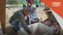 Hidupan Penyu | Setengah juta telur penyu di pantai di Terengganu
