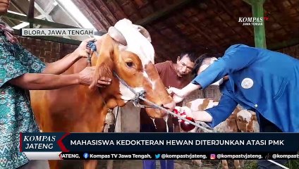 Mahasiswa Kedokteran Hewan Diterjunkan Atasi PMK