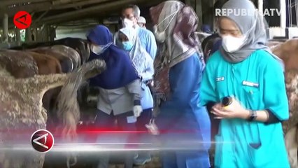 Kementan Prioritaskan 800 Vaksin PMK Untuk Zona Merah dan Kuning