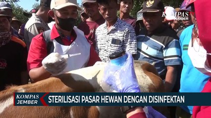 5 Ekor Sapi di Pasar Hewan Diketahui Positif PMK saat Diperiksa Petugas