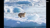 شاهد: دببة قطبية منعزلة في غرينلاند تتكيف بمهارة مع تغير المناخ