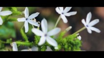 Nature Cinematic  4k Video Sinematik Alam KEREN