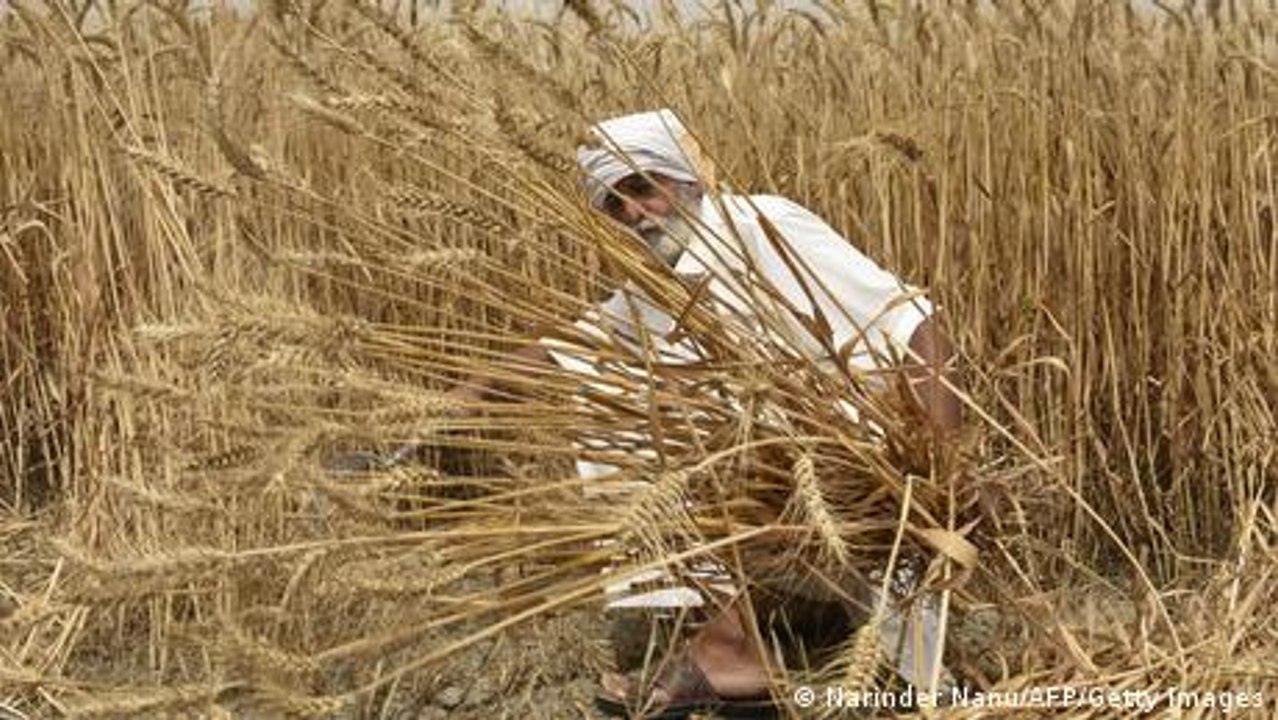 Indiens Weizen-Exportstopp und die Wut der Bauern