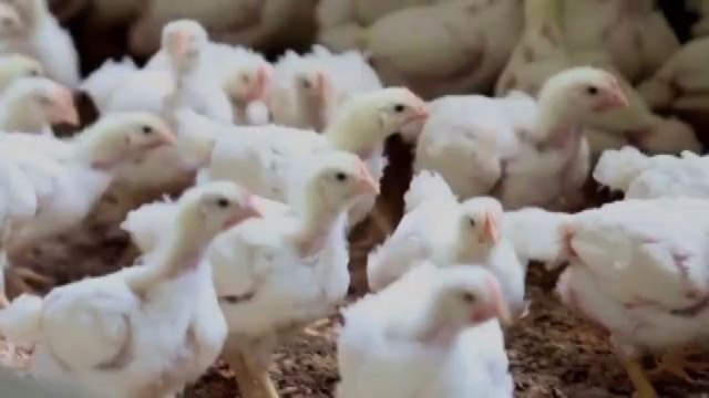 Avicoltura, Unaitalia: in un anno +800 mln di costi di produzione
