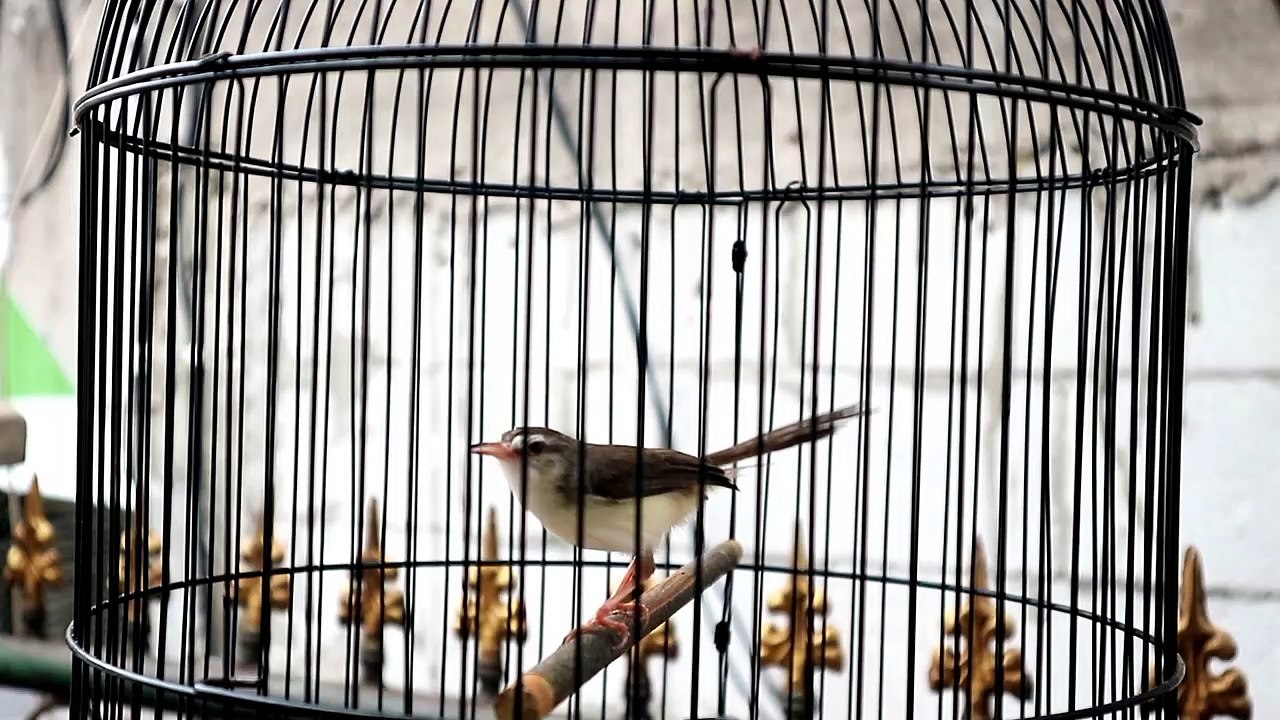 Ciblek Sawah Gacor Dor || Ampuh Untuk Pancingan Ciblek Sawah Bahan