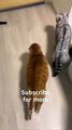 OMG So Cute Cats  Best Funny Cat Videos 2021 Shorts