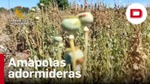 Localizan un campo de amapolas adormideras en la localidad madrileña de Getafe
