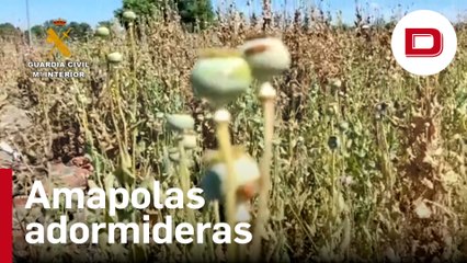Localizan un campo de amapolas adormideras en la localidad madrileña de Getafe
