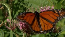 Monarch butterfly researchers find no decline in population over the decades