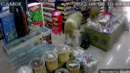 Markete giren inekler kamerada