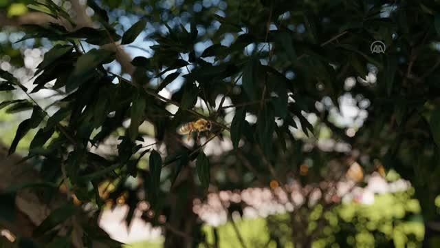 Kafkas Arı Konağı ile Kafkas arısı çok yönlü tanıtılıp korunacak