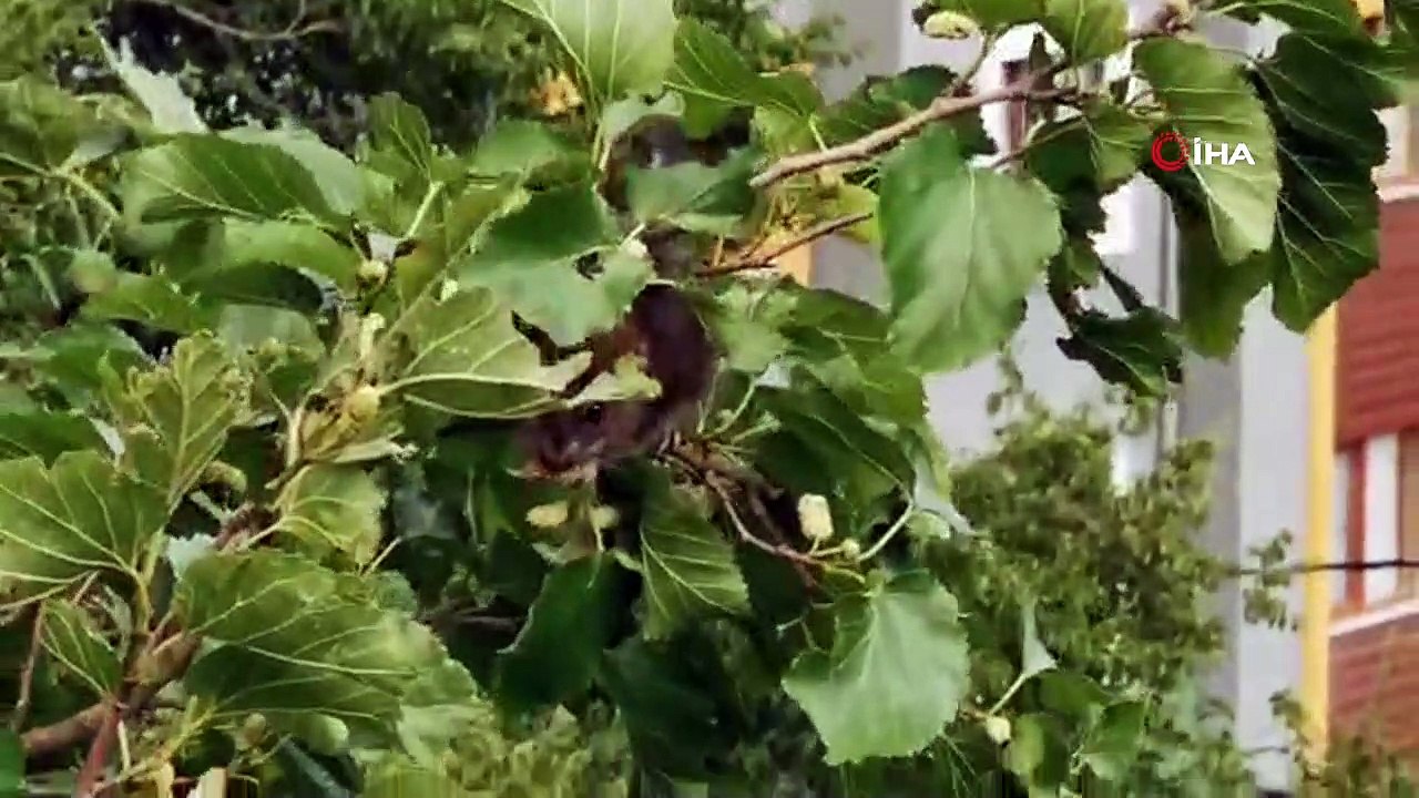 Önce kedi sanıp “pisi pisi” diye çağırdılar! Dut ağacının tepesindeki hayvan görenleri şaşırttı