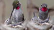 'Anna's hummingbird feeding her baby chicks is the most MESMERIZING thing you'll see today '