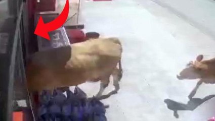 Download Video: Kurbanlık için Bayburt'a götürülen inekler firar etti, açık buldukları markete daldılar