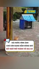 Hài hước hình ảnh chú cún đang nằm hóng gió bất ngở trở thành vô gia cư