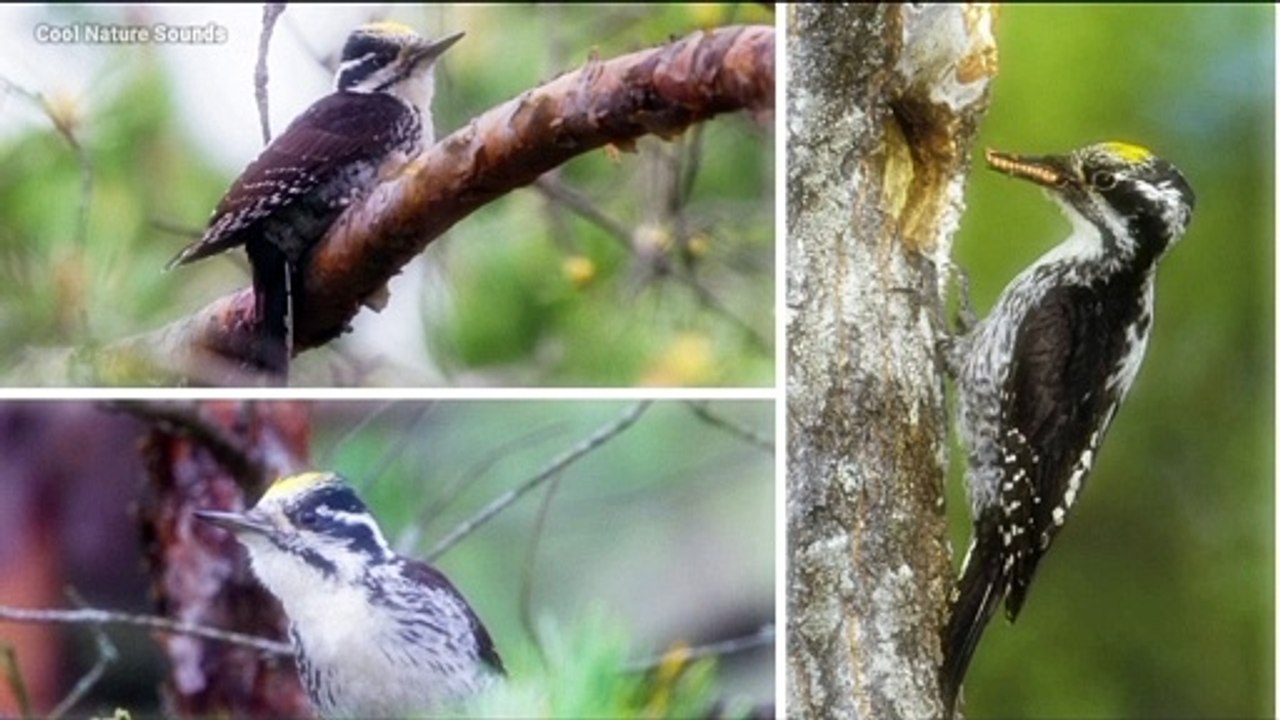 Eurasian Three-toed Woodpecker Sound