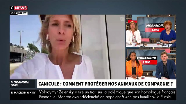 Canicule - Dans Morandini Live , la vétérinaire Hélène Gateau donne des conseils pour protéger nos chiens et nos chats de cette vague de chaleur - Regardez