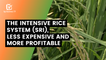 The Intensive Rice System (SRI), less expensive and more profitable