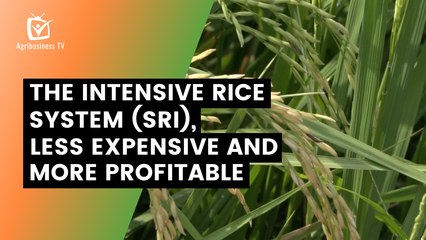 The Intensive Rice System (SRI), less expensive and more profitable