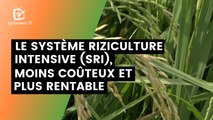 Le Système Riziculture Intensive (SRI), moins coûteux et plus rentable