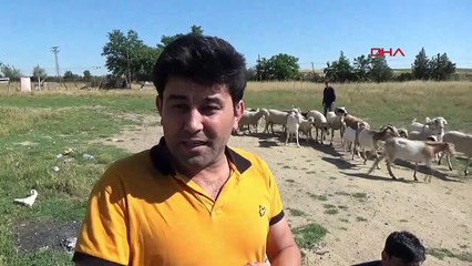 Satılmış Suriyeliler, Suriyelileri dolandırdı! “Suya köpek balığı bırakmışlar”