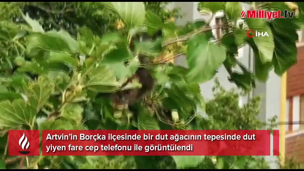 Farenin dut keyfi