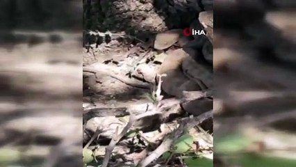 Kenti dev yılanlar bastı! Vatandaşlarda büyük panik