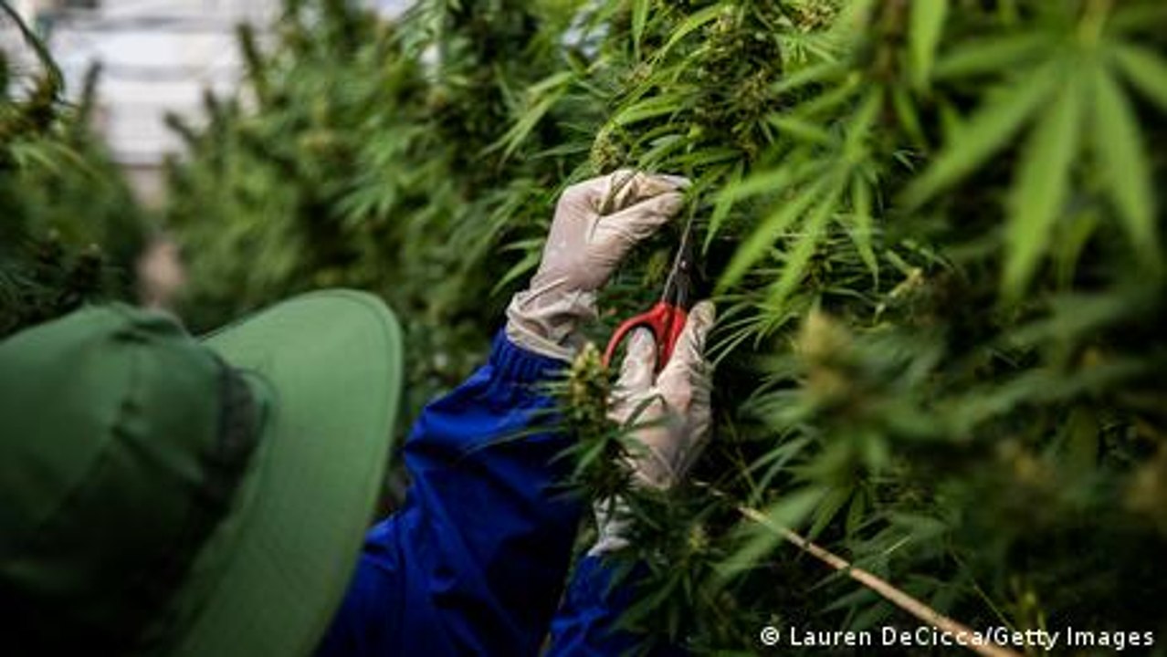 Cannabis market grows in anti-drug Japan