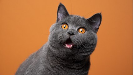 Zorro look-alike cat goes viral because of mask-like fur on its eyes