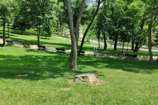 İBB'nin Emirgan'da 130 ağacı izinsiz kestiği ihbarı, Orman Müdürlüğü ekiplerini harekete geçirdi