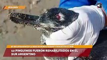 12 pinguinos fueron rehabilitados en el Sur Argentino