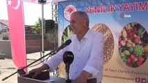 İlkadım Çeşidi İtalyan Çimi Yem Bitkisi Yetiştiriciliği Tarla Günü