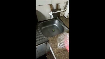 Regardez ce qui sort de l'évier... coucou toi