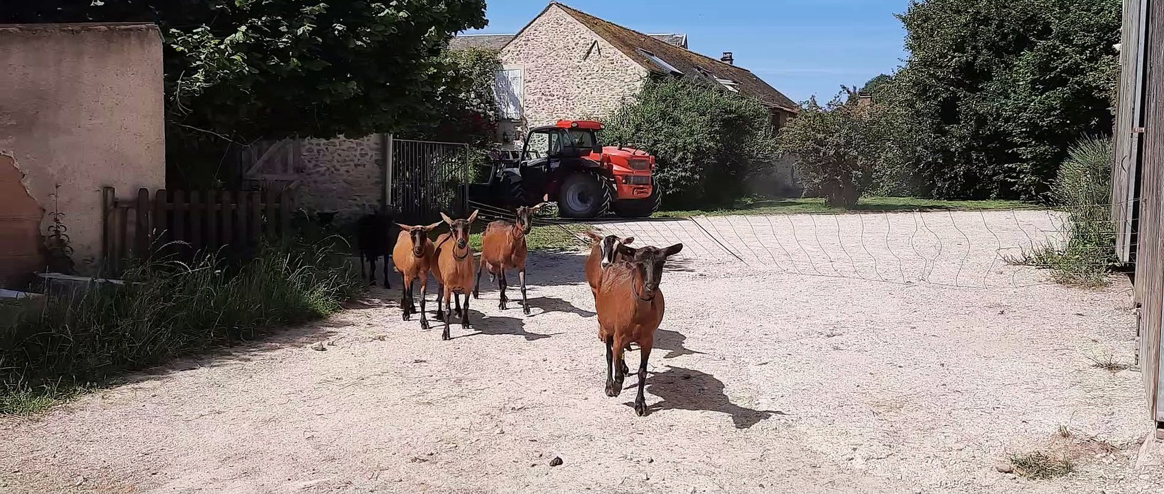 Ferme de la Noue, près de Rambouillet. Les chèvres se dirigent vers la chèvrerie, après la traite, pour gagner les prés