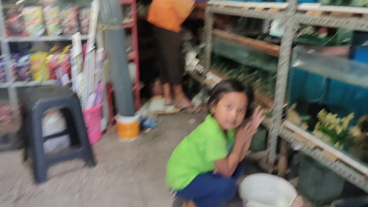 BELI IKAN HIAS | IKAN HIAS