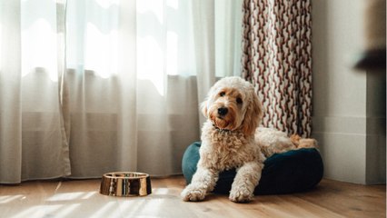 Comment soulager nos animaux domestiques qui souffrent de la canicule ?