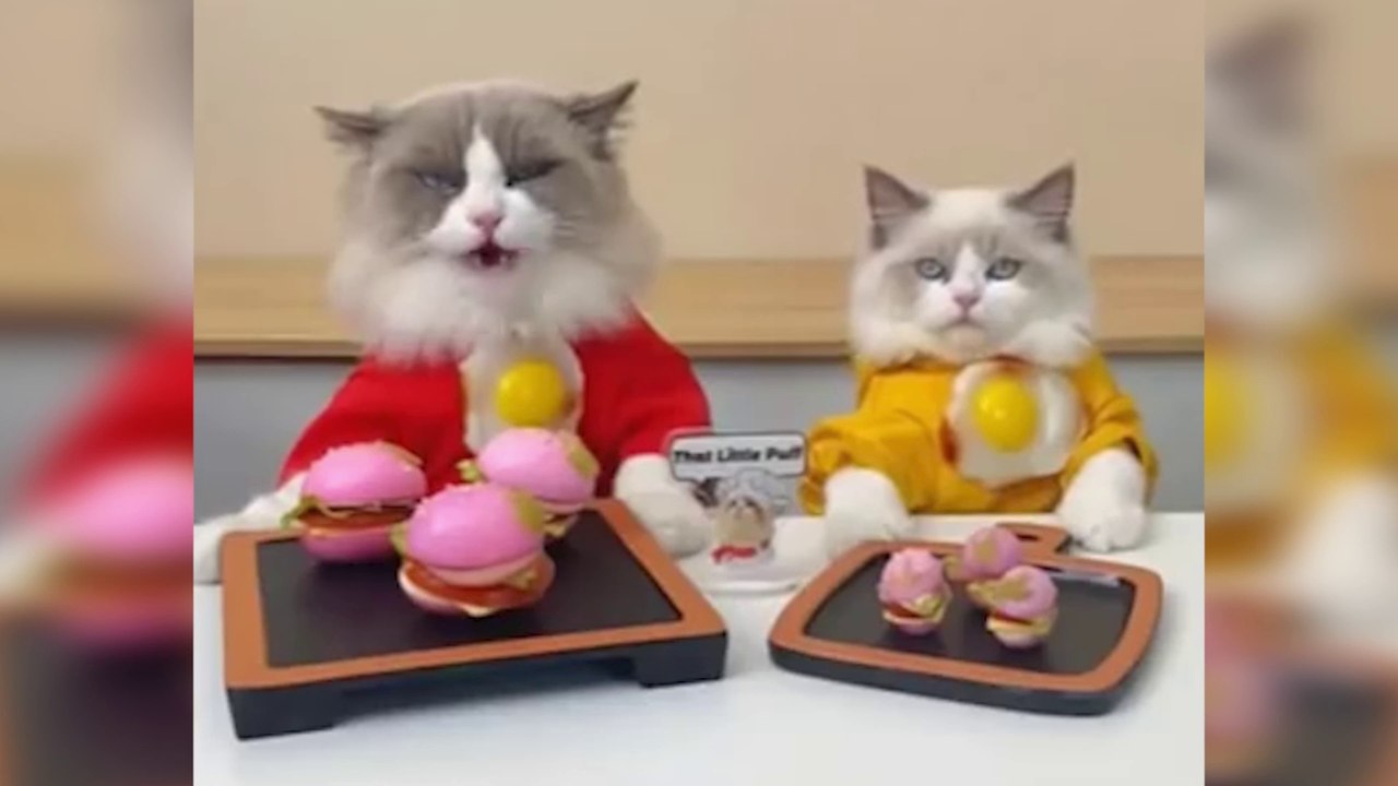 Little Puff TIKTOK Compilation 2022