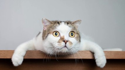 BEST FUNNY CAT AND DOG EPIC MOMENT COMPILATION #7