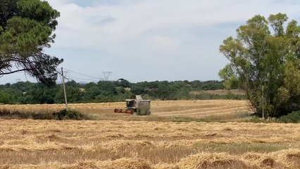 Roma, la trebbiatura del grano a Ponte Galeria