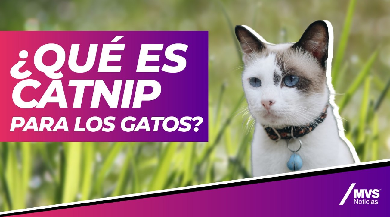 ¿Qué es catnip para gatos?