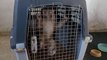 Gürbulak Sınır Kapısı'nda ele geçirilen 3 makak maymunu Malatya Hayvanat Bahçesi'nde
